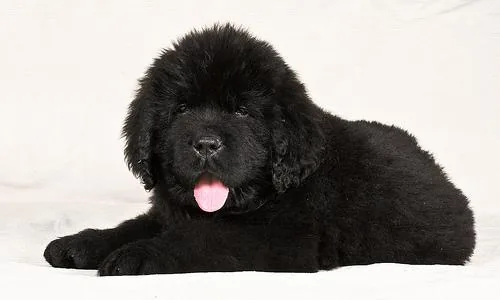 Newfoundland dog breed