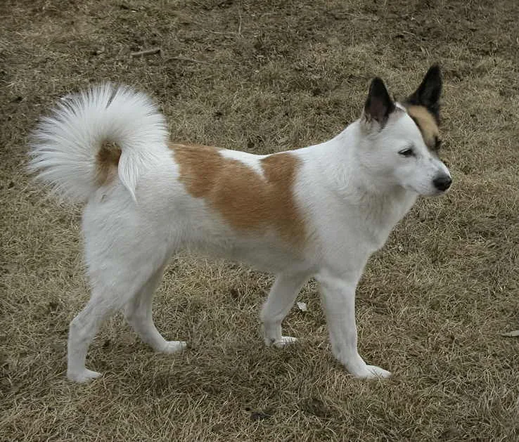 Norrbottenspets dog breed