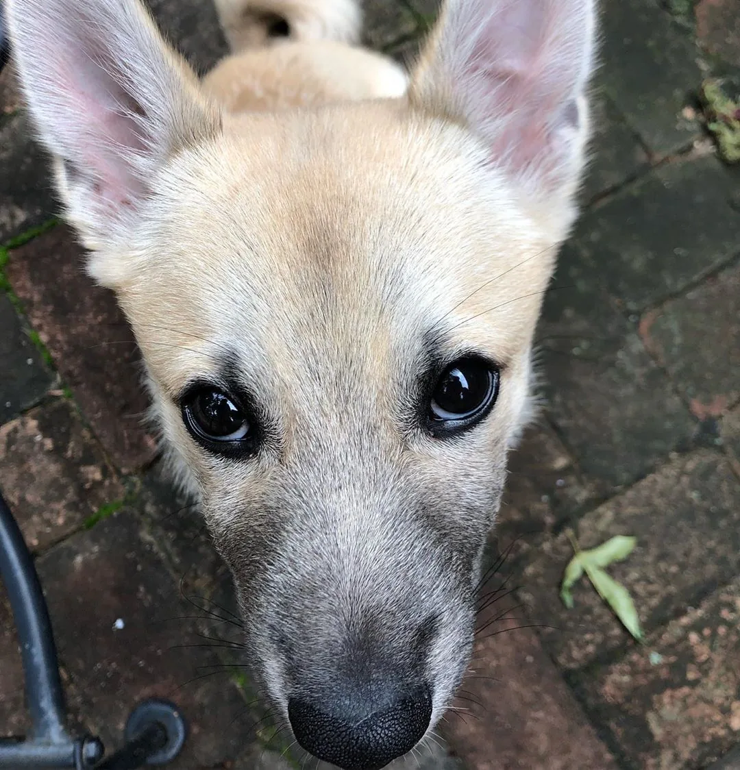 Norwegian Buhund dog breed