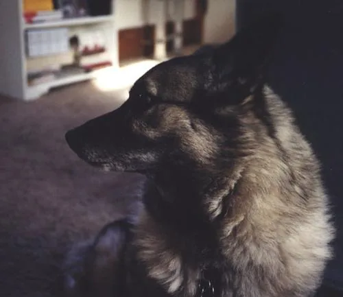 Norwegian Elkhound dog breed
