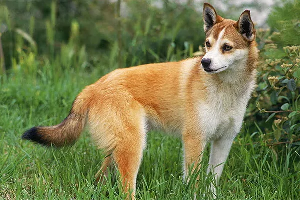Norwegian Lundehund dog breed