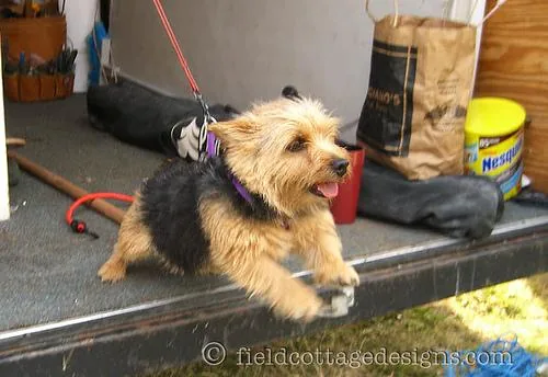 Norwich Terrier dog breed