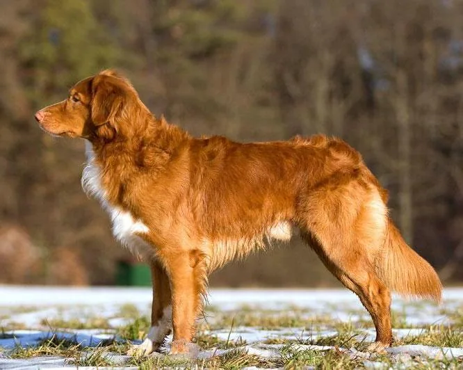 Nova Scotia Duck Tolling Retriever dog breed