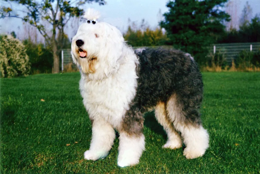 Old English Sheepdog dog breed