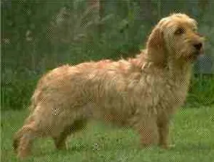 Otterhound dog breed