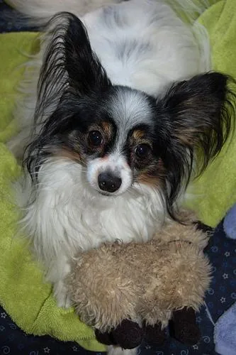 Papillon dog breed