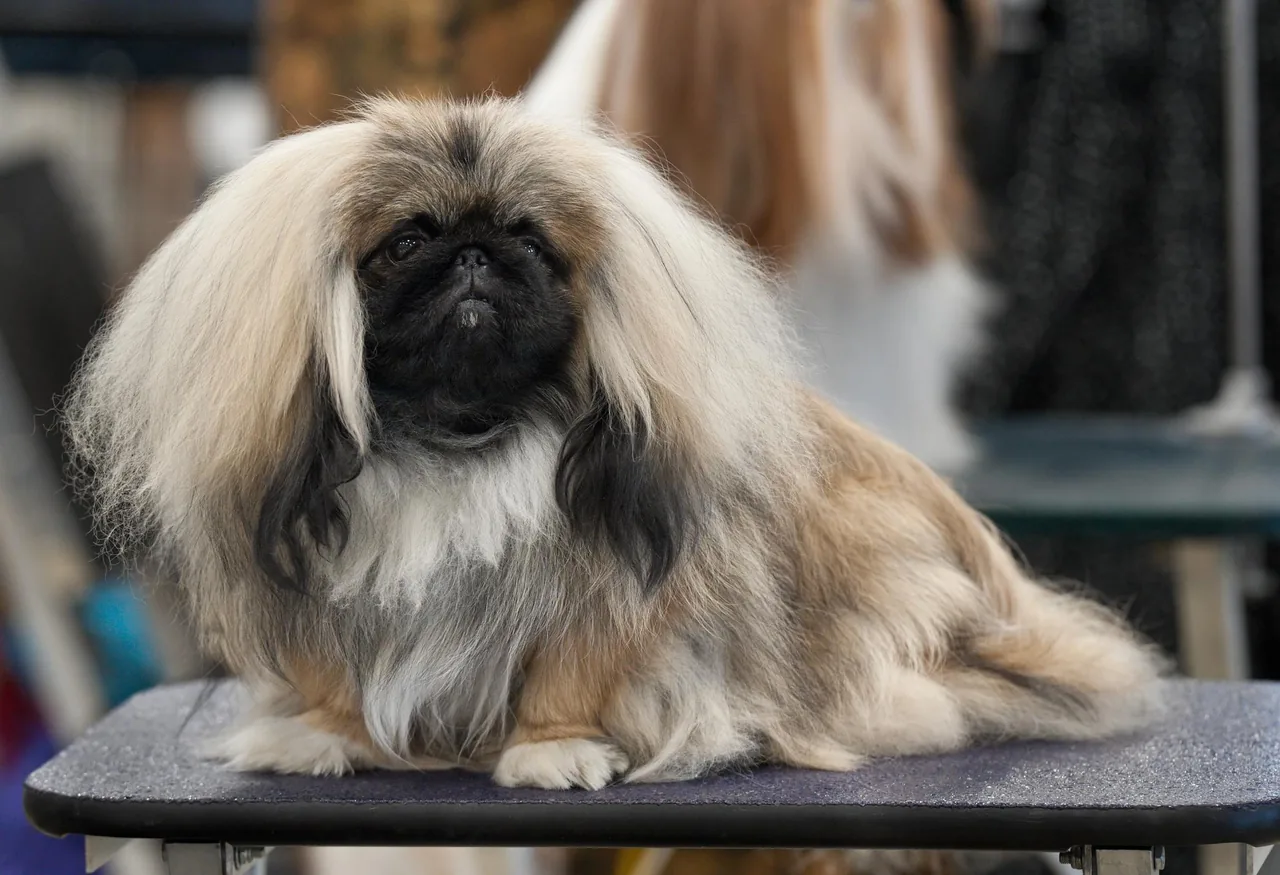 Pekingese dog breed