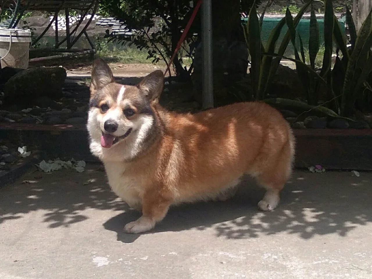 Pembroke Welsh Corgi dog breed