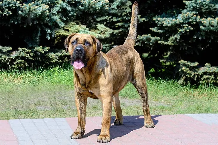 Perro de Presa Canario dog breed