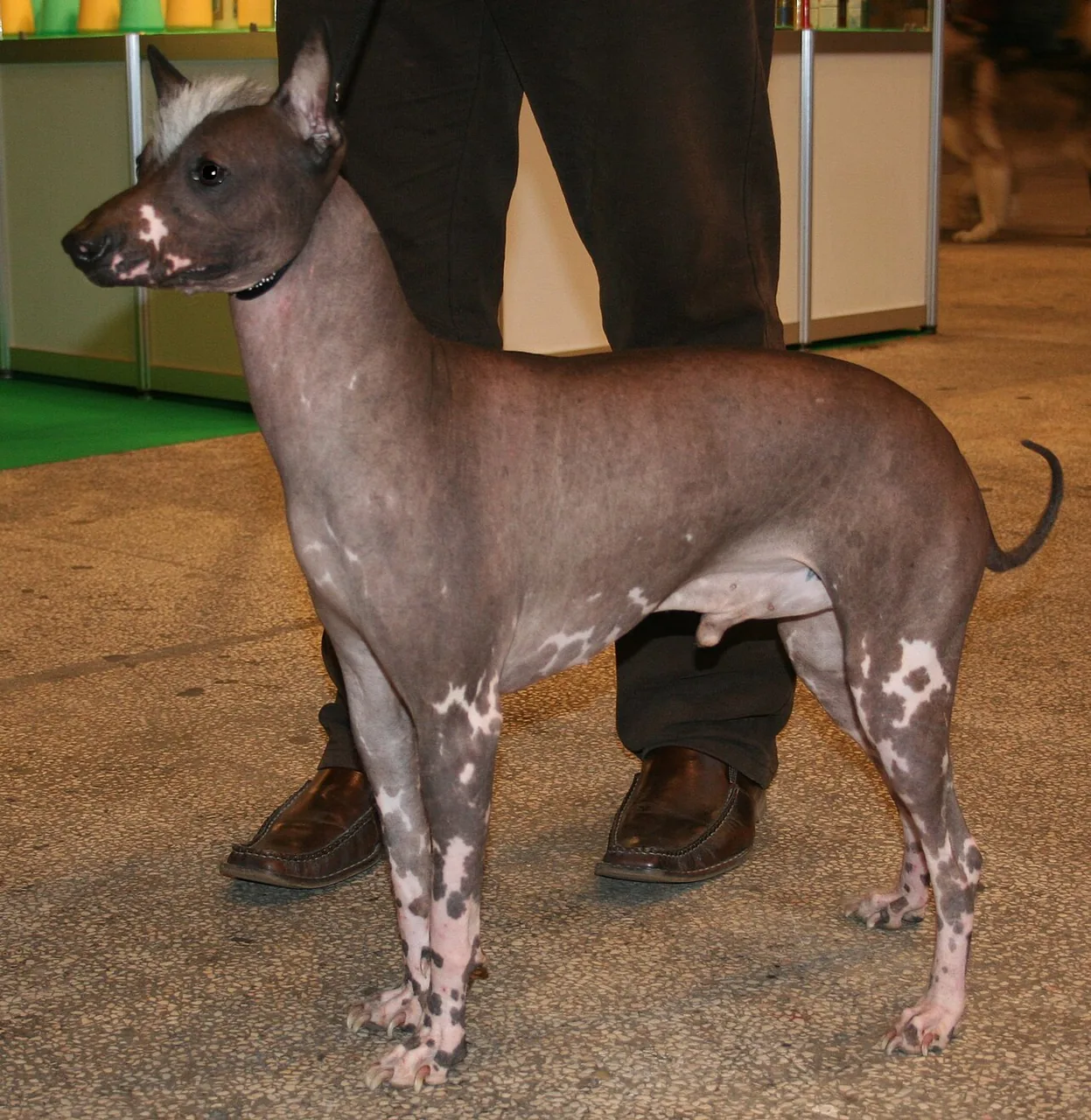 Peruvian Inca Orchid dog breed