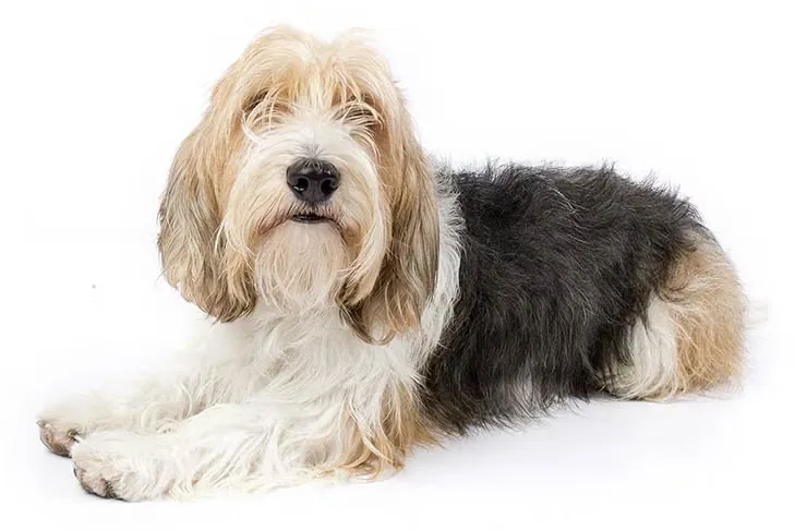 Petit Basset Griffon Vendéen dog breed