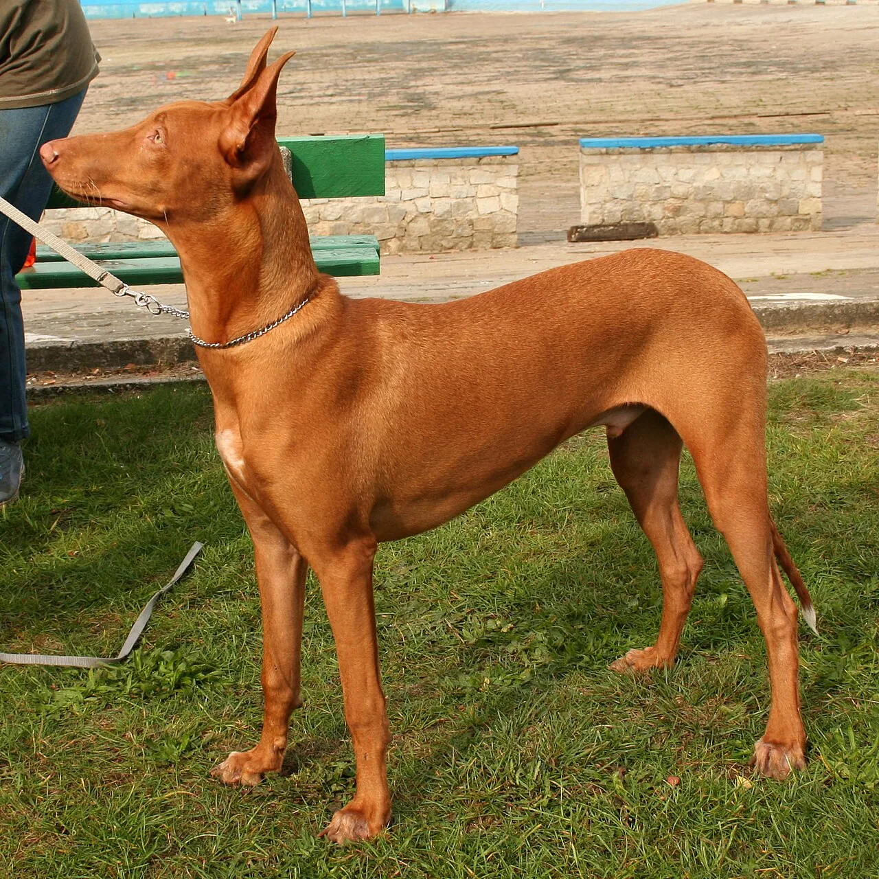 Pharaoh Hound dog breed