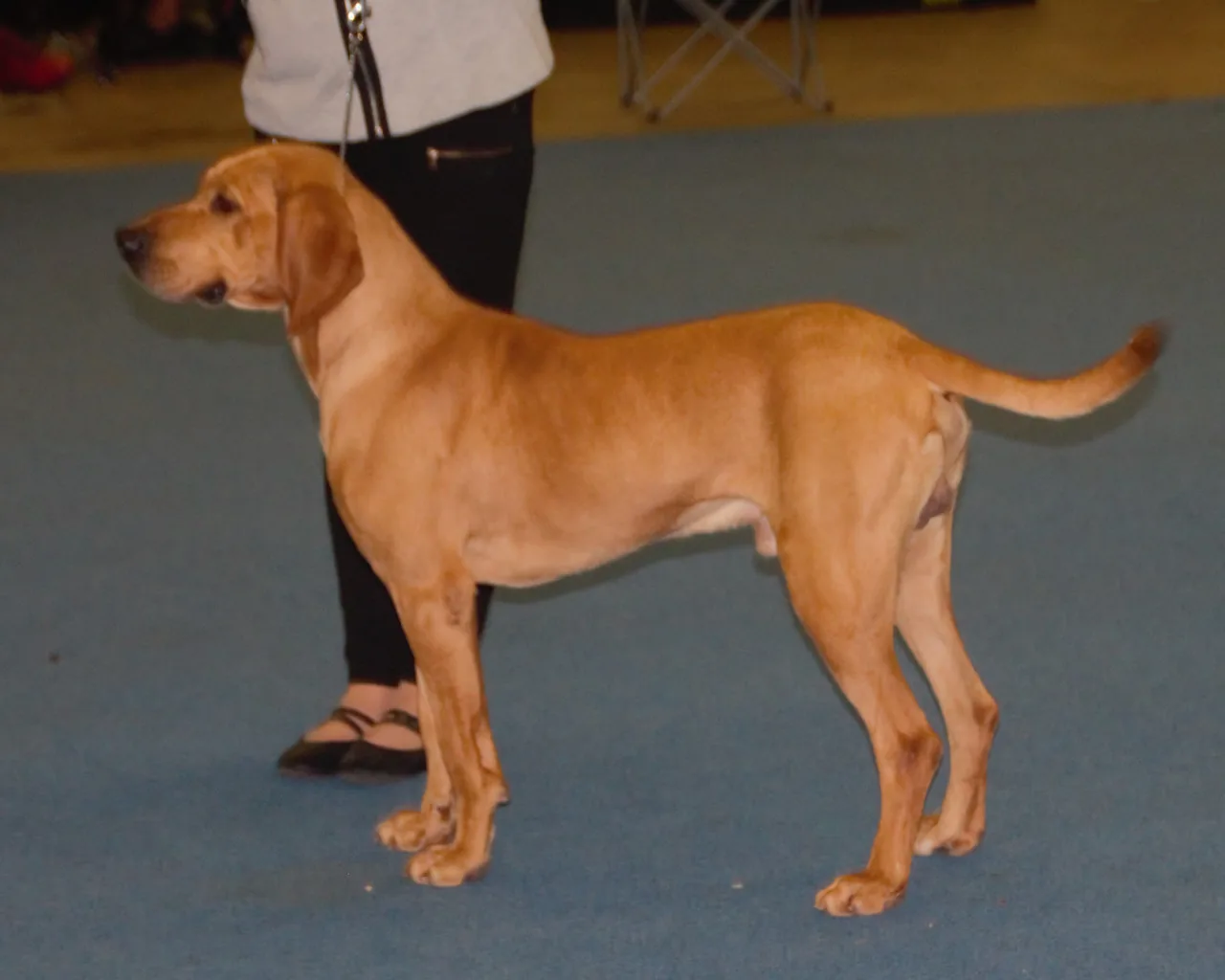 Plott dog breed