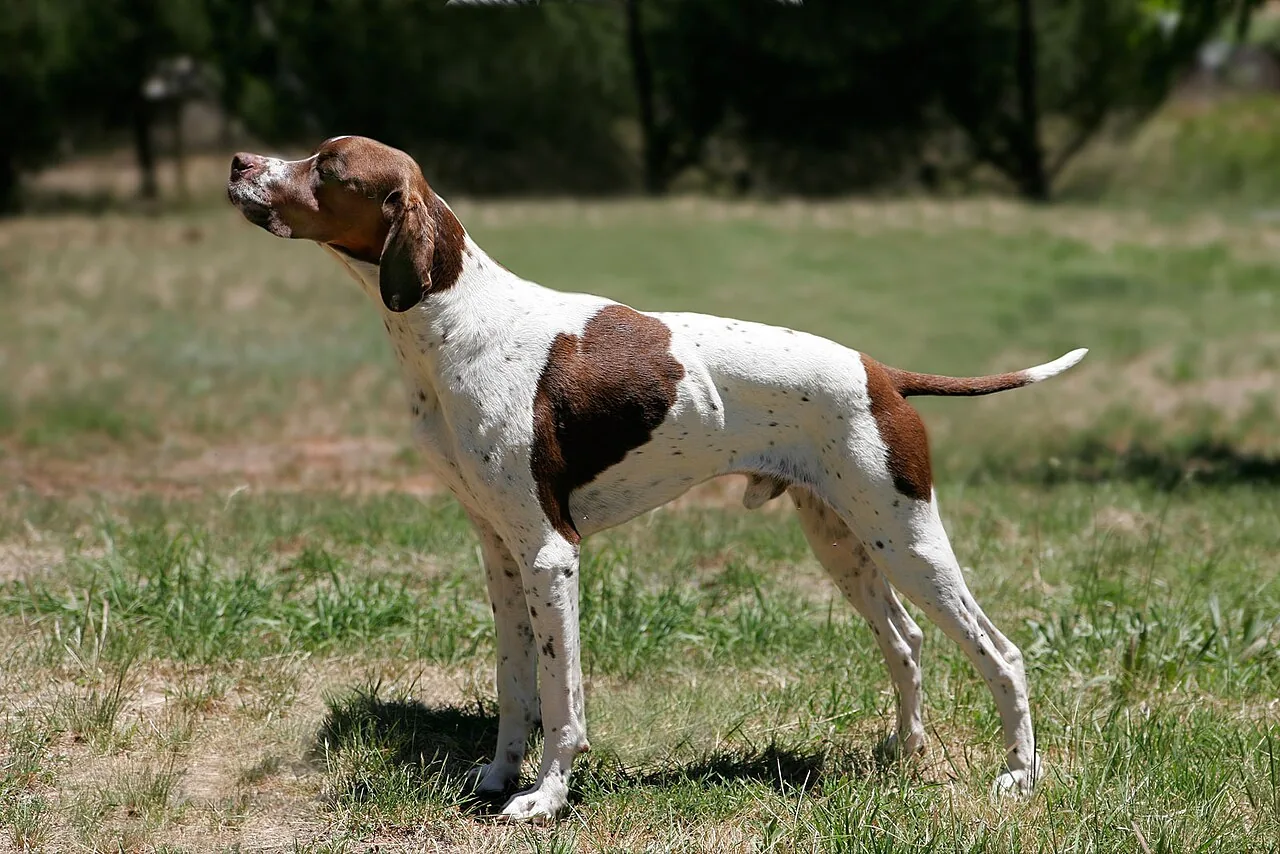 Pointer dog breed