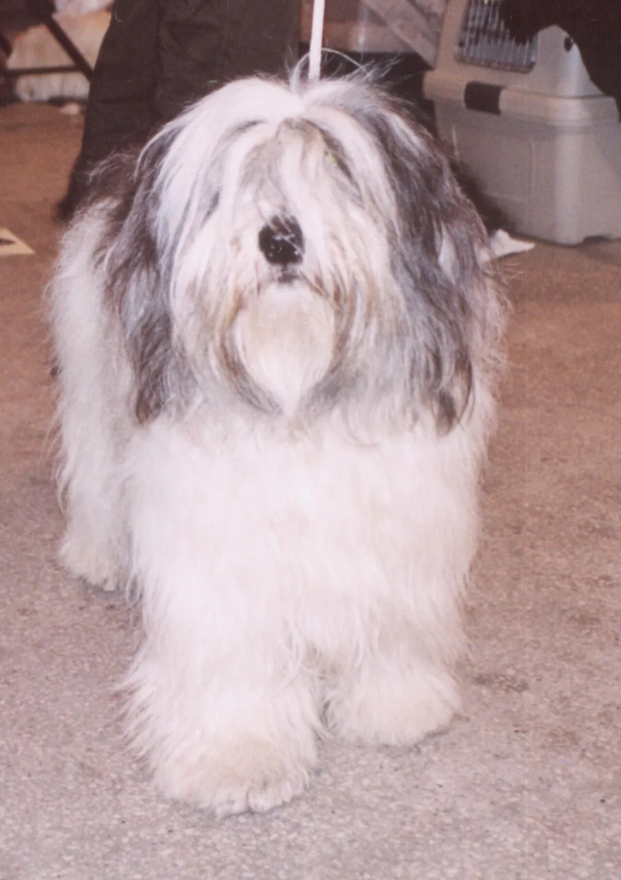 Polish Lowland Sheepdog dog breed