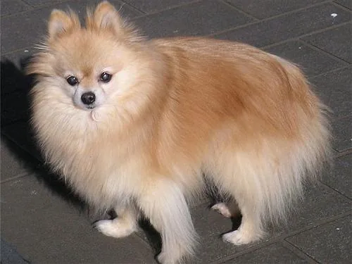 Pomeranian dog breed