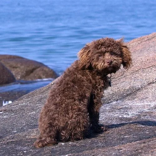 Poodle (Toy) dog breed