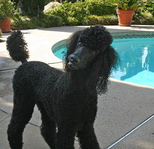 Poodle (Toy) dog breed