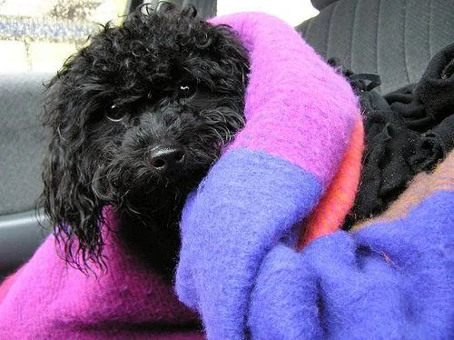 Poodle (Toy) dog breed