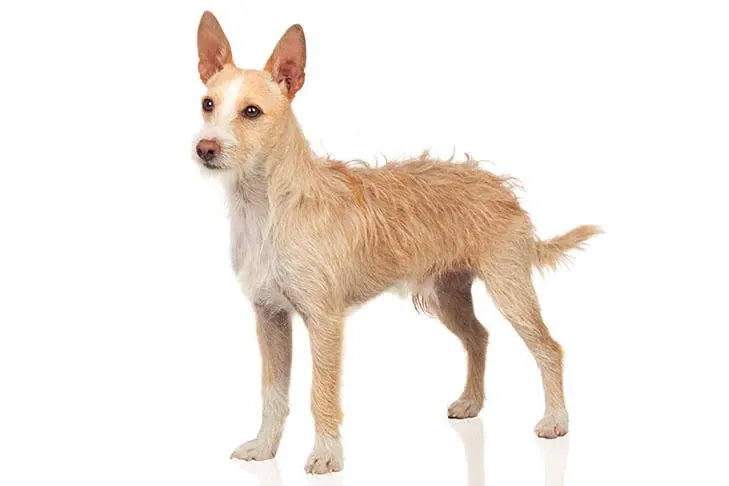 Portuguese Podengo Pequeno dog breed