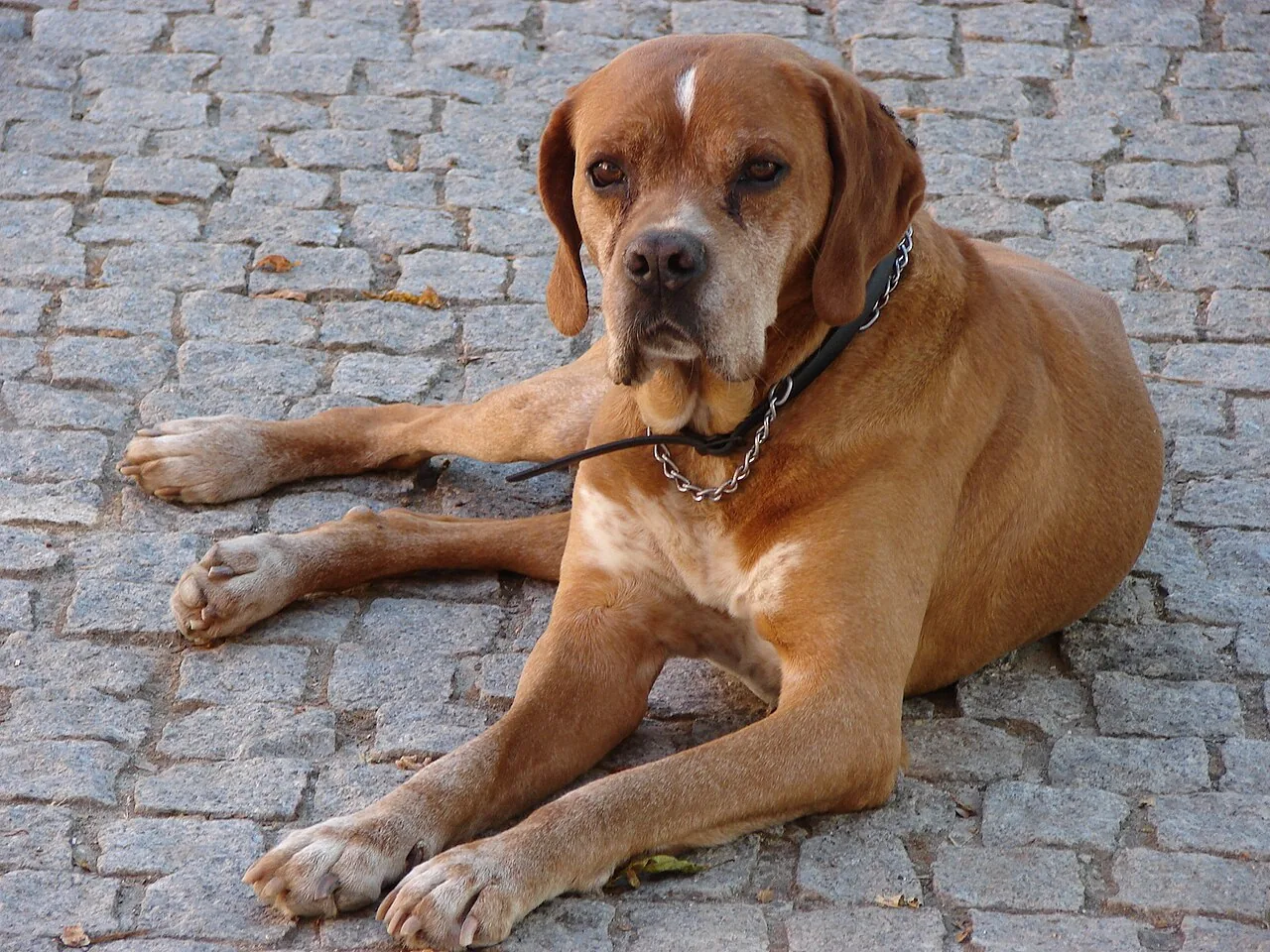 Portuguese Pointer dog breed