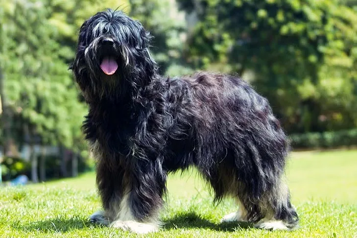 Portuguese Sheepdog dog breed