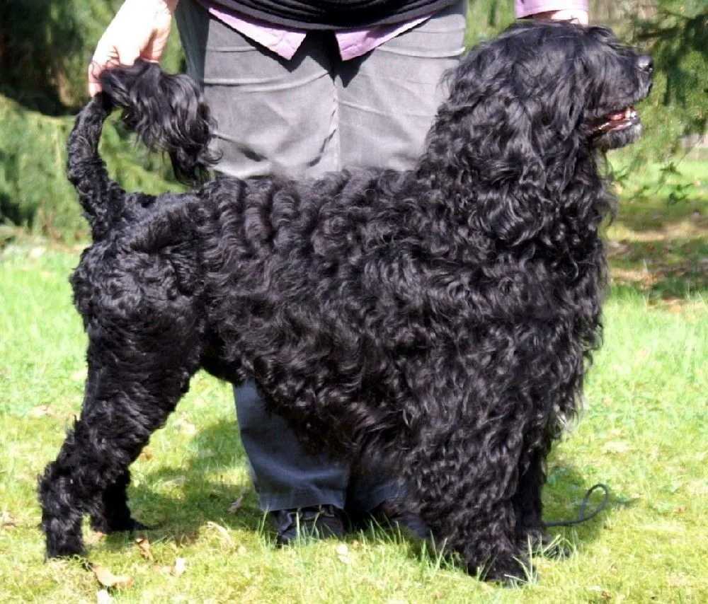 Portuguese Water Dog dog breed