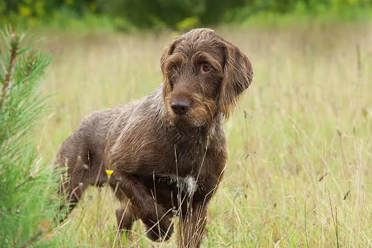 Pudelpointer dog breed