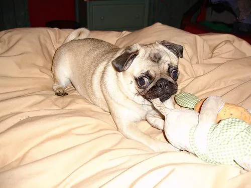 Pug dog breed