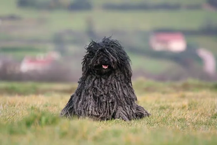 Puli dog breed