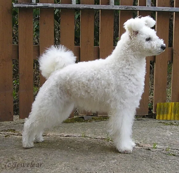Pumi dog breed