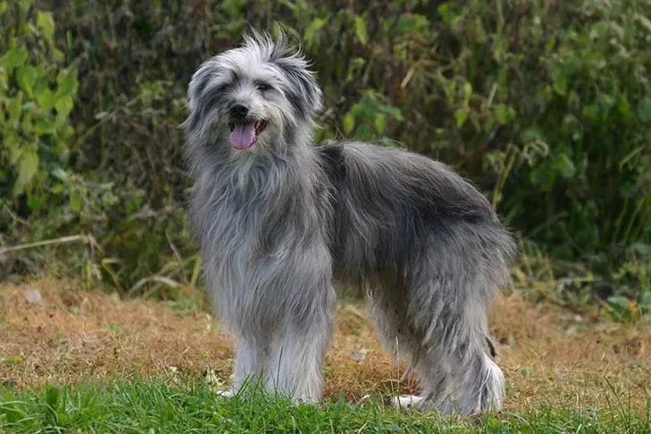 Pyrenean Shepherd dog breed