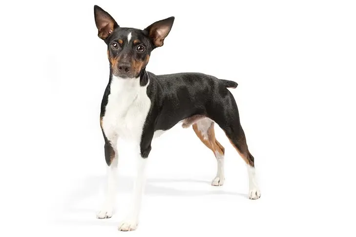 Rat Terrier dog breed