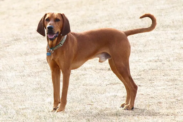 Redbone Coonhound dog breed
