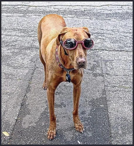 Rhodesian Ridgeback dog breed