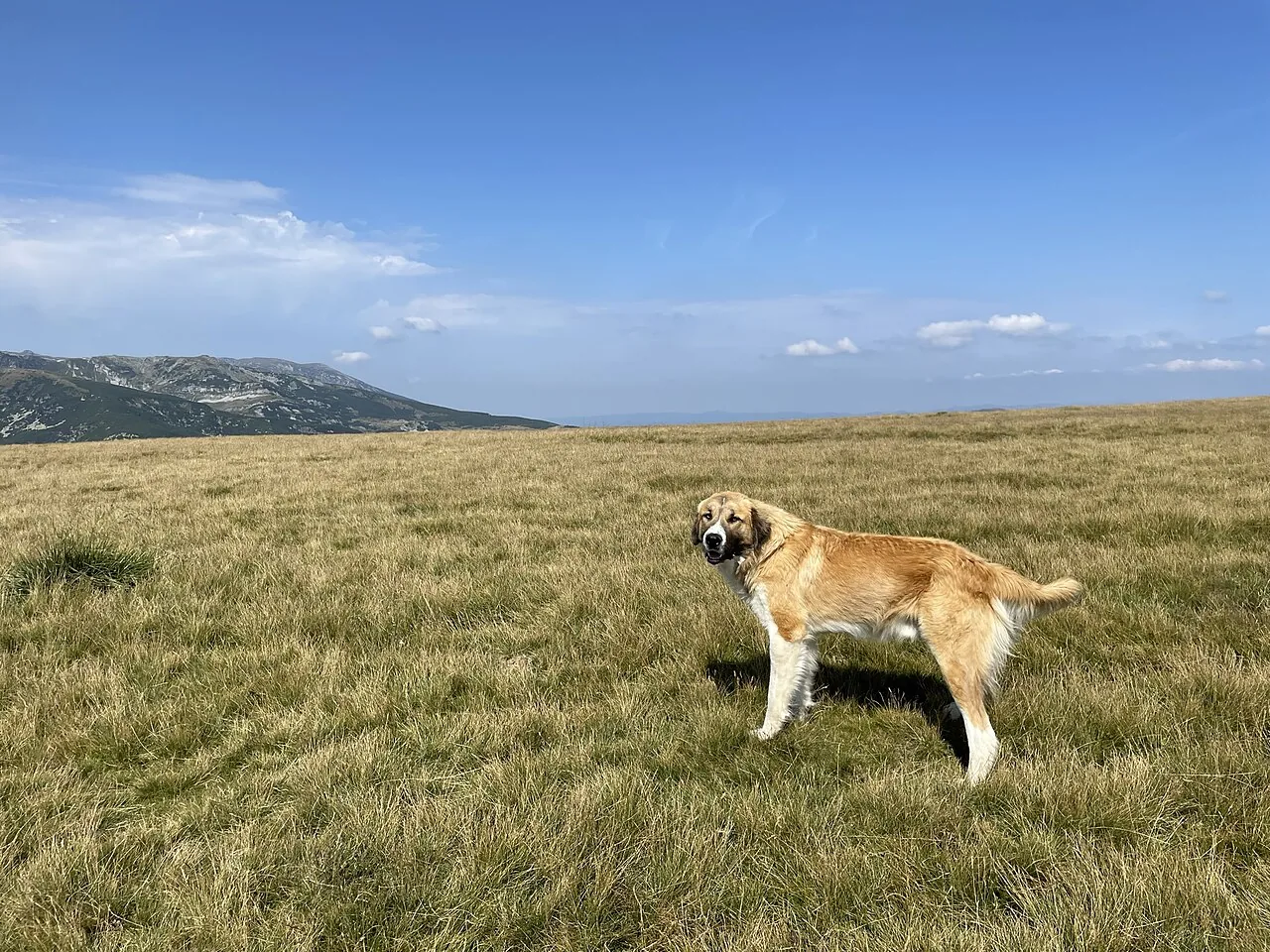 Romanian Carpathian Shepherd dog breed