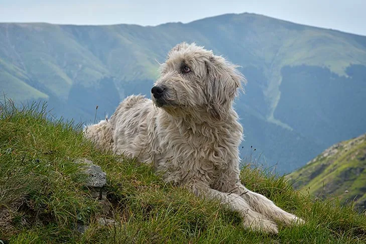 Romanian Mioritic Shepherd Dog dog breed