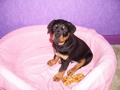 Rottweiler dog breed