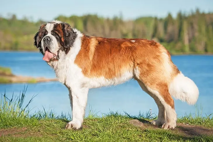 Saint Bernard dog breed