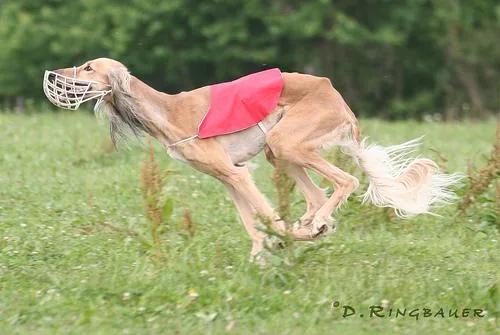 Saluki dog breed