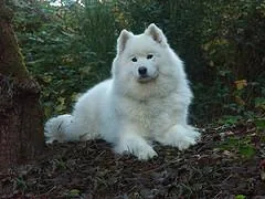 Samoyed dog breed