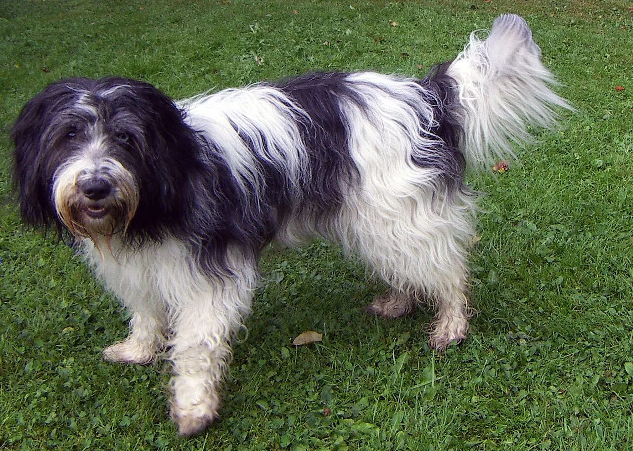Schapendoes dog breed