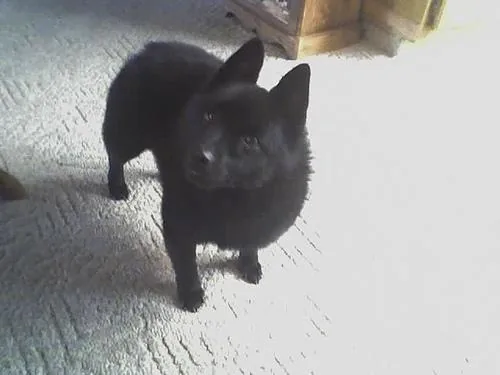 Schipperke dog breed