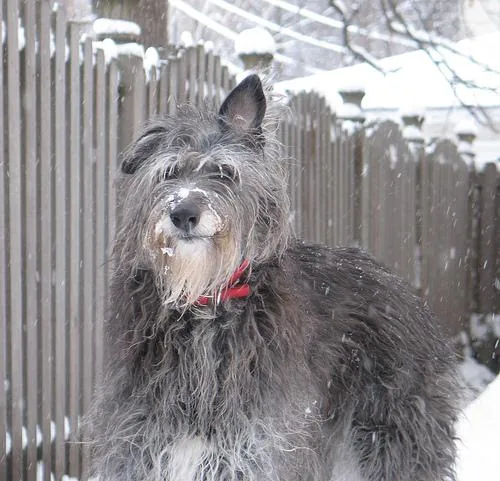 Scottish Deerhound dog breed