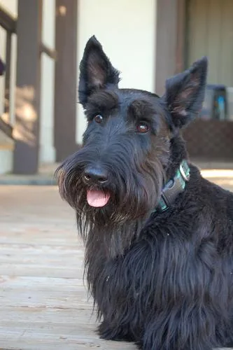 Scottish Terrier dog breed
