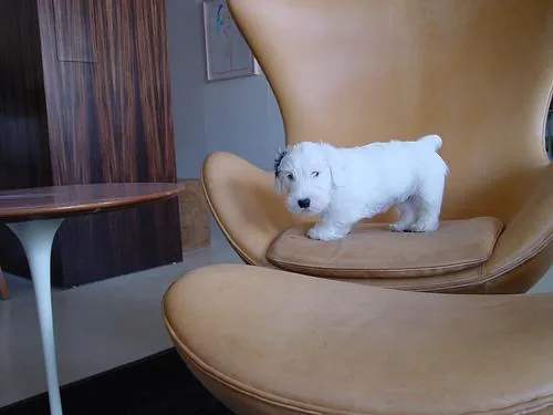 Sealyham Terrier dog breed