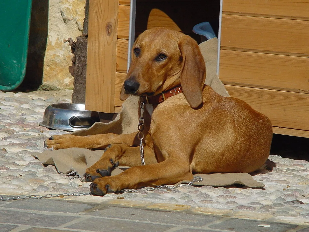 Segugio Italiano dog breed