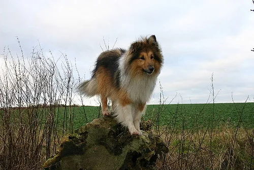 Shetland Sheepdog dog breed