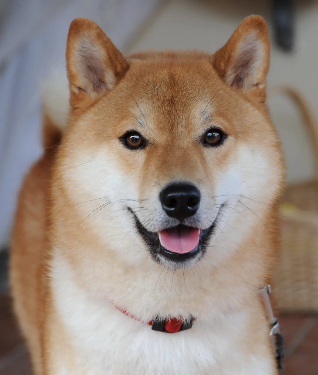 Shiba Inu dog breed