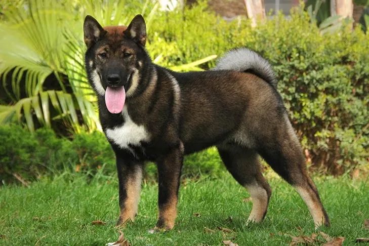 Shikoku dog breed
